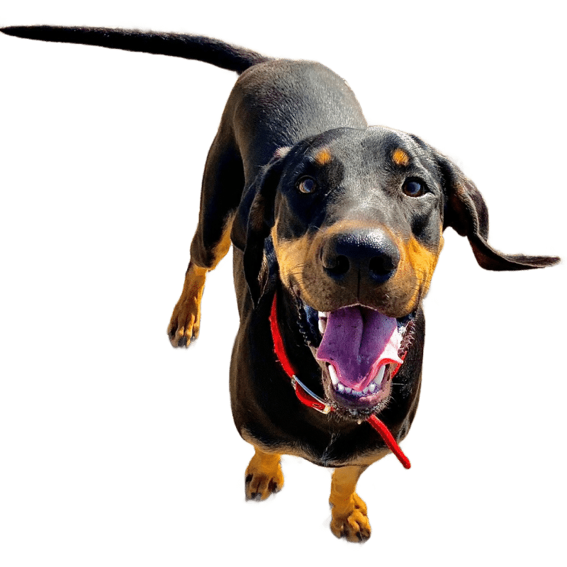 jeune chien éduqué