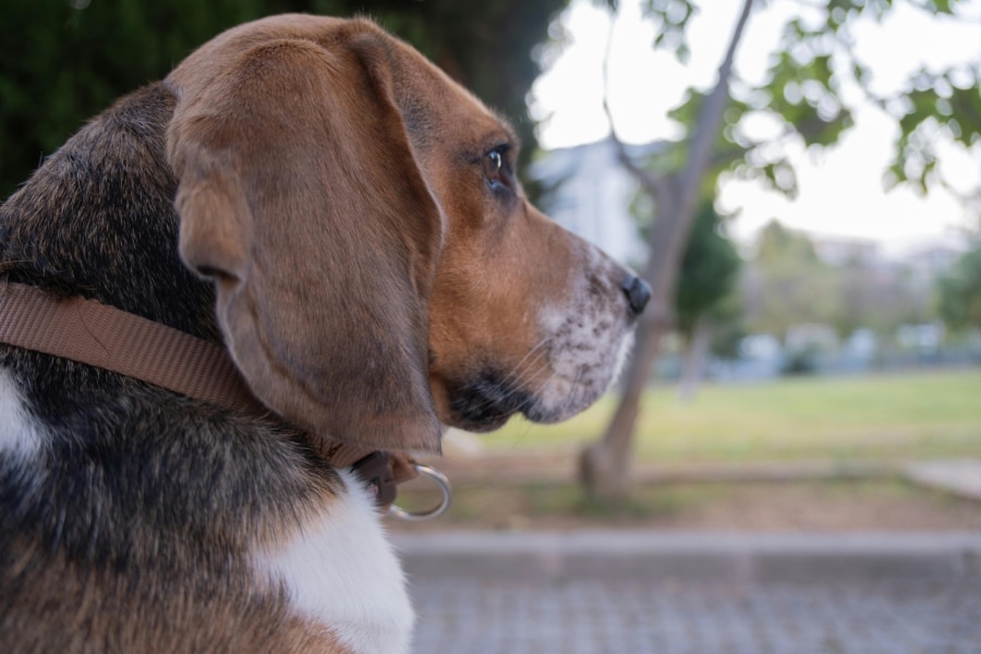 éducation comportemantale canin